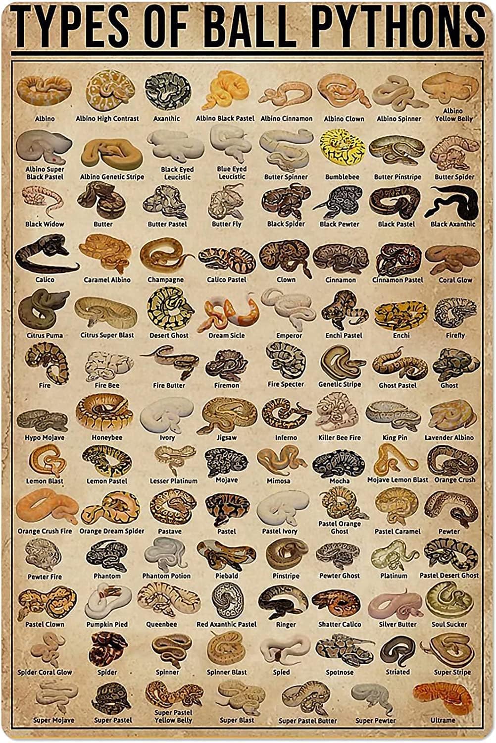Home Bar And Coffee - Retro-Metallblechschild „Arten von Ballpythons“ – Poster
